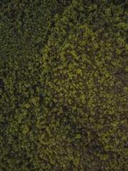 Super husband Lin Xi