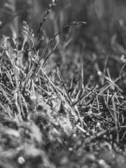 Fāng Chénlín Xuěyán