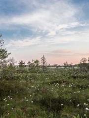 Rebirth of the Urban