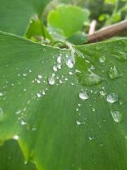 Morning sickness aft