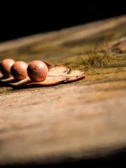 Su He Huo Chen Xi Fu