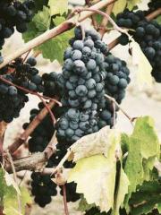 Shen Ning Ran Bao Ji