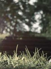 The Daring Wife of a