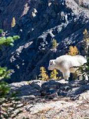 Li Qingqing and Zhao