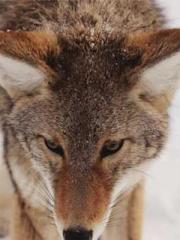 After the Divorce, I