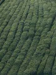 Li Qingqing and Zhao